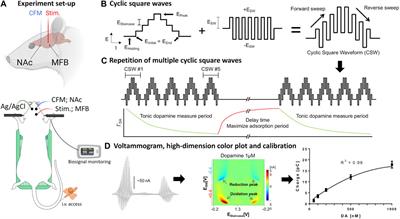 Cocaine-Induced Changes in Tonic Dopamine Concentrations Measured Using Multiple-Cyclic Square Wave Voltammetry in vivo